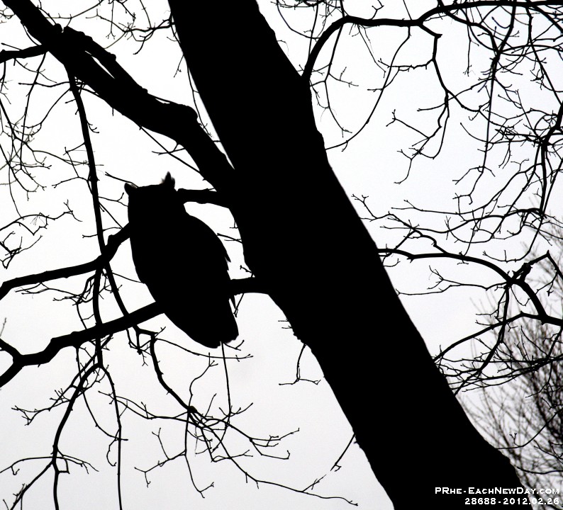 28688CrLe - An owl! In our tree!! Right outside the window!!!